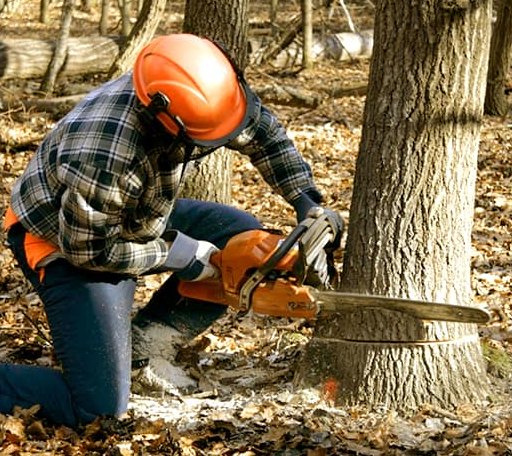 Tree Removal in Wyoming, IA